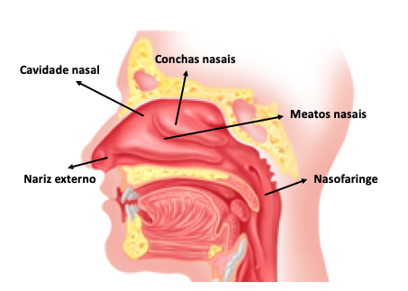anatomia cavidade nasal